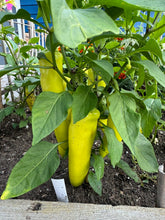 Load image into Gallery viewer, PEPPER (HOT) - Hungarian Hot Wax