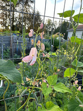Load image into Gallery viewer, BEAN, POLE - Sunset Runner