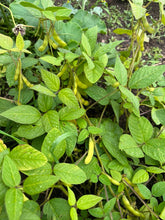 Load image into Gallery viewer, BEAN, BUSH - SOYBEAN | Agate