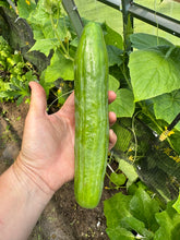 Load image into Gallery viewer, CUCUMBER - English Long Telegraph