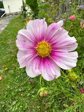 Load image into Gallery viewer, COSMOS - Daydream