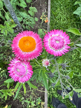 Load image into Gallery viewer, STRAWFLOWER - Sunset Mix
