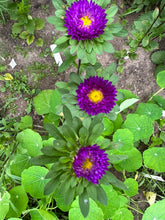 Load image into Gallery viewer, ASTER - Matsumoto Blue