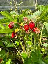 Load image into Gallery viewer, STRAWBERRY - Rügen