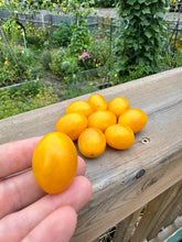 Load image into Gallery viewer, TOMATO - Ildi