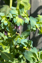 Load image into Gallery viewer, HUMMINGBIRD CERINTHE