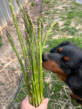 Load image into Gallery viewer, ASPARAGUS - Heirloom