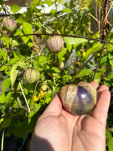 Load image into Gallery viewer, TOMATILLO - Purple