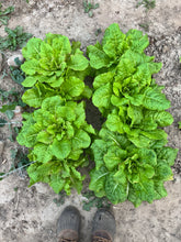 Load image into Gallery viewer, LETTUCE - Iceberg