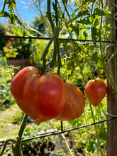 Load image into Gallery viewer, TOMATO - Hungarian Heart