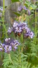 Load image into Gallery viewer, BEE'S FRIEND
