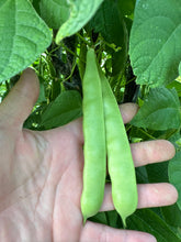 Load image into Gallery viewer, BEAN, POLE - Nono's Heirloom