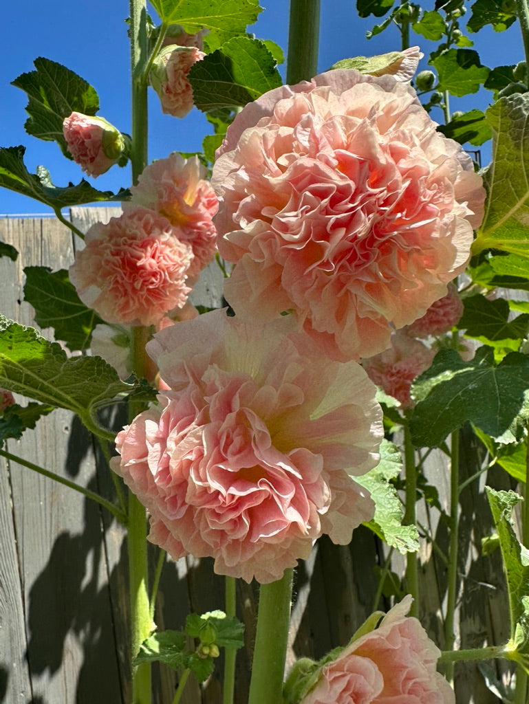 Hollyhock - Alcea Rosea Peaches 'n' Dreams – Calgary Plants