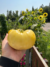 Load image into Gallery viewer, TOMATO - Great White
