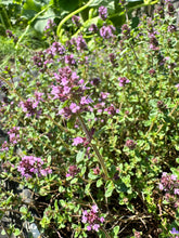 Load image into Gallery viewer, THYME - Mother Of Thyme