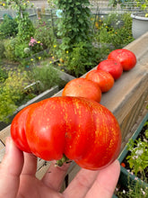 Load image into Gallery viewer, TOMATO - Feurerwerk