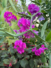 Load image into Gallery viewer, SWEET PEA - Perennial