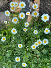Load image into Gallery viewer, DAISY - Moon