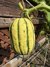 Load image into Gallery viewer, SQUASH - Delicata