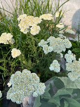 Load image into Gallery viewer, YARROW - White