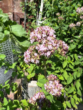 Load image into Gallery viewer, OREGANO - Italian Purple Blossom