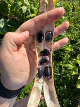 Load image into Gallery viewer, BEAN, POLE - Scarlet Runner