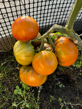 Load image into Gallery viewer, TOMATO - Vintage Wine