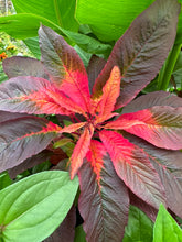 Load image into Gallery viewer, AMARANTH - Joseph's Coat