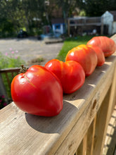 Load image into Gallery viewer, TOMATO - Hungarian Heart