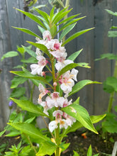 Load image into Gallery viewer, BALSAM IMPATIENS