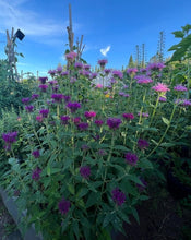 Load image into Gallery viewer, SUPERIOR NATIVE WILDFLOWER MIX