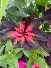 Load image into Gallery viewer, AMARANTH - Joseph's Coat
