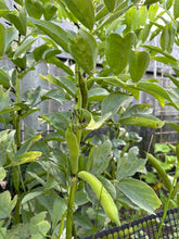 Load image into Gallery viewer, BEAN, BUSH - Nono's Fava Bean