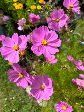 Load image into Gallery viewer, COSMOS - Pink Mix