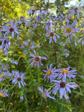 Load image into Gallery viewer, SUPERIOR NATIVE WILDFLOWER MIX
