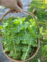 Load image into Gallery viewer, MILK THISTLE