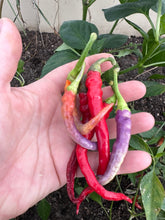 Load image into Gallery viewer, PEPPER (HOT) - Buena Mulata