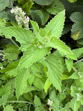 Load image into Gallery viewer, CATNIP