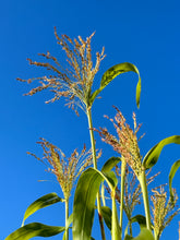 Load image into Gallery viewer, BROOM CORN | Sphorgum