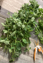 Load image into Gallery viewer, OREGANO - Italian Purple Blossom