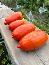 Load image into Gallery viewer, TOMATO - Speckled Roman