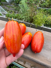 Load image into Gallery viewer, TOMATO - Speckled Roman