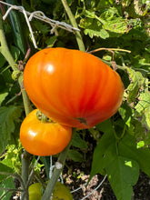 Load image into Gallery viewer, TOMATO - Mr. Stripey