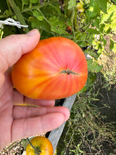 Load image into Gallery viewer, TOMATO - Mr. Stripey