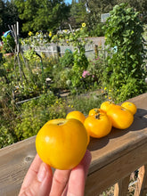 Load image into Gallery viewer, TOMATO - Garden Peach