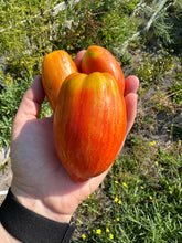 Load image into Gallery viewer, TOMATO - Speckled Roman