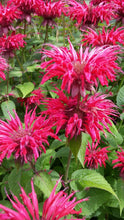 Load image into Gallery viewer, BEE BALM - Raspberry