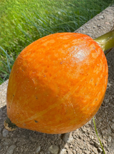 Load image into Gallery viewer, SQUASH - Hubbard Mix