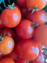 Load image into Gallery viewer, TOMATO - Tiny Tim