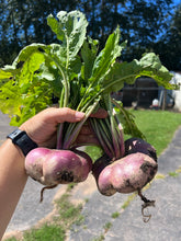 Load image into Gallery viewer, TURNIP - Purple Top Milan